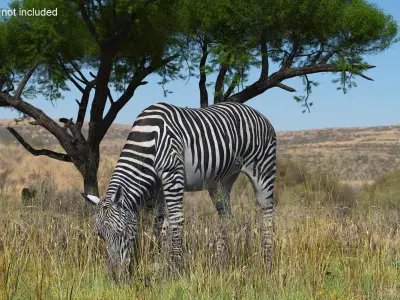  Zebra of Serengeti Eating 