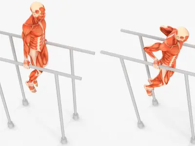  Anatomy Male Muscular System Chest Dip Animated Rigged for Maya 