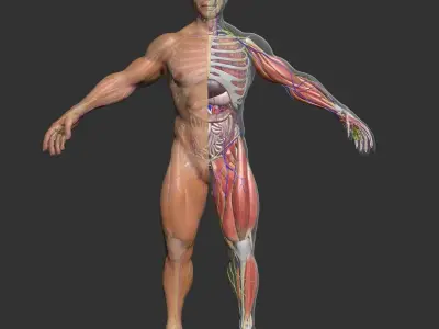 Ultimate Complete Male Anatomy 3DSmax 3D model