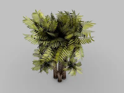 Palm-Tree palm tree 3D model