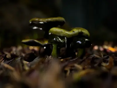 Mushrooms pack 1 Low-poly 3D model