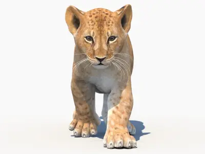  Animated Lion Cub 3D Model Bundle Natural and White 
