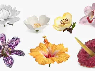  Floral Plants Collection 3 