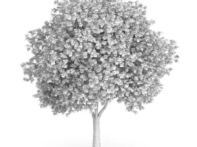 London Plane Tree Platanus acerifolia 3D model