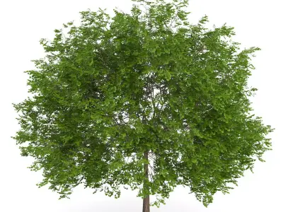 Maidenhair Tree Ginkgo biloba 3D model