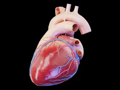  Human Heart 