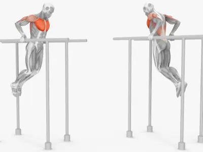  Anatomy Male Muscular System Chest Dip 