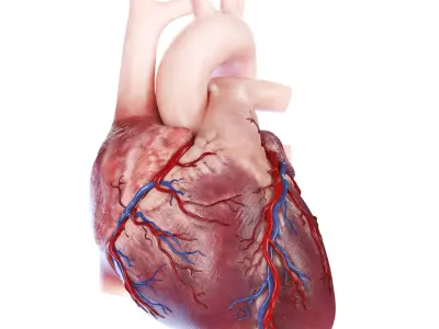  Human Heart Static 