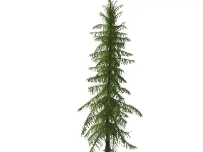 Alaska Cedar tree 3D model