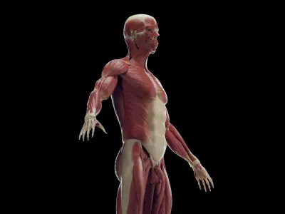  Human Male Skeleton and Muscles Static 