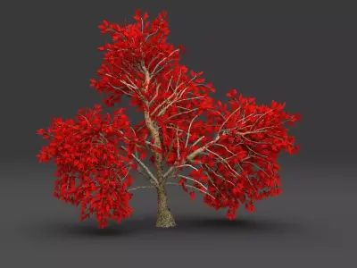 Maple red Tree 3D model