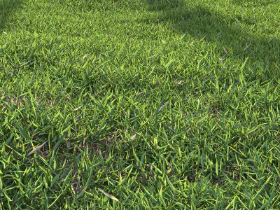 Bermuda grass 3D model