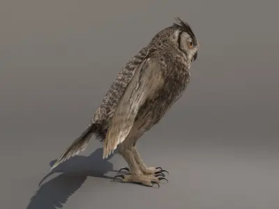  Owl 