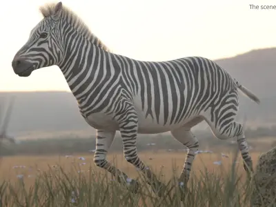  Wild Zebra African Running Animated Fur Rigged For Blender 