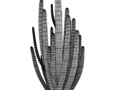 Organ Pipe Cactus 3D model