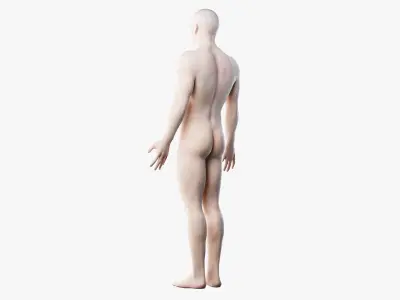  Male Skin, Skeleton And Muscles Rigged (Cinema Rigged) 