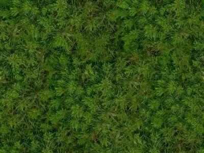 Dense Pine Needle Foliage Texture Texture