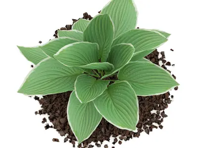 Hosta Plant Hosta kiyosumiensis 3D model