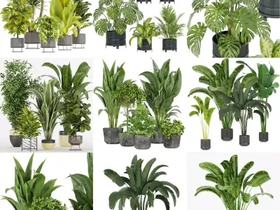 Collection plant indoor vol 2 3D Model Pack