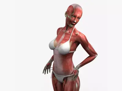 Detailed Full Female Muscle Anatomy Rigged 3D model