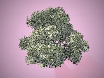 Apple Flowers Tree Low-poly 3D model