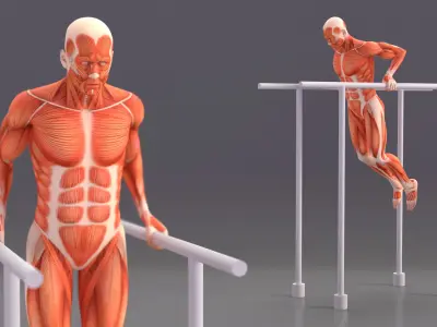  Anatomy Male Muscular System Chest Dip Animated Rigged for Maya 