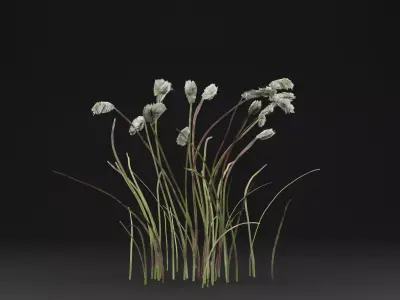 Eriophorum Plant Low-poly 3D model purchase