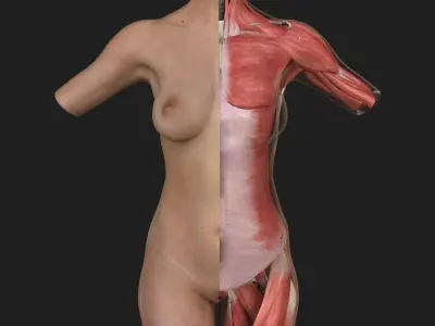 Female Torso Muscle Anatomy 3D model