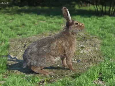  Jackrabbit Fur Rigged for Cinema 4D 