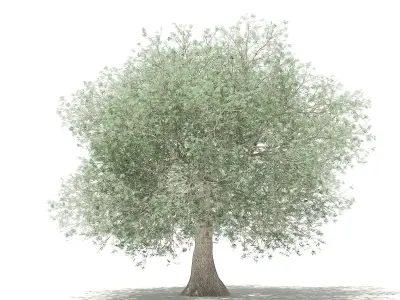 Olive Tree 3D model