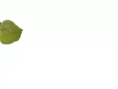 Realistic Flowering Herb Sprig Low-poly 3D model