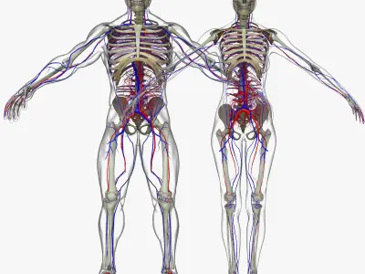 Male And Female Circulatory System Anatomy 3D model