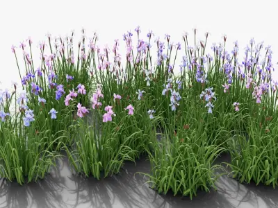 Iris sibirica 3D model