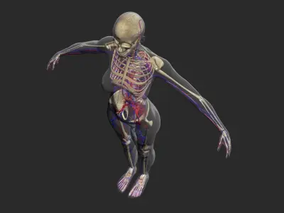 Female Circulatory System 3DSmax 3D model