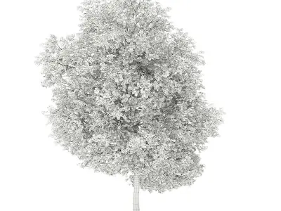 Grapefruit Tree 3D model