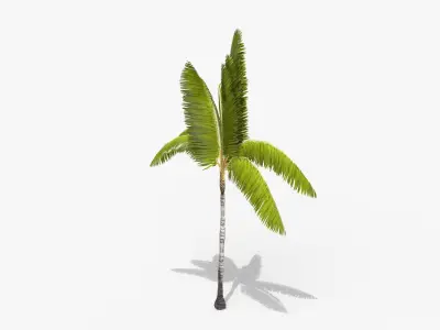 Coconut Palm Tree 3698-3 Free low-poly 3D model