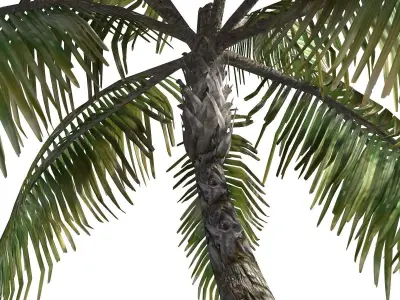 Palm -00007 Low-poly 3D model