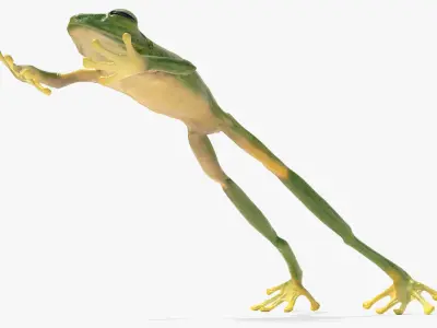  Jumping Tree Frog Animated Rigged for Blender 