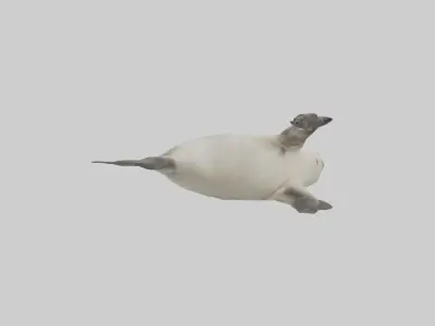 Seal pup playing model 3D model