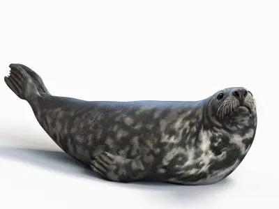  Grey Seal Animated 