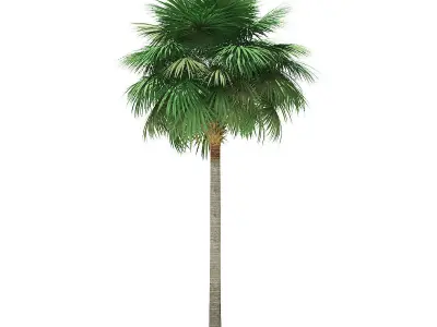 Sabal Palm Tree 3D Model 11m 3D model