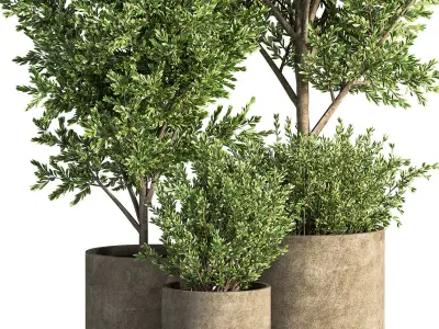 Indoor Plant Set 46 3D model