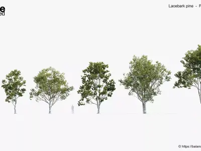 Lacebark pine Pinus bungeana 3D Model 3D model