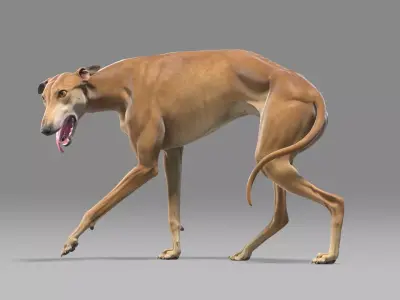 Greyhound Brown Rigged 3D model