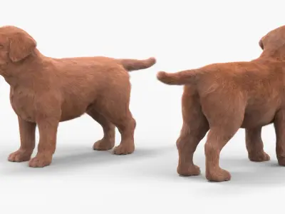  Brown Labrador Retriever Puppy Fur for Maya 