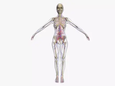 Female Circulatory System 3DSmax 3D model