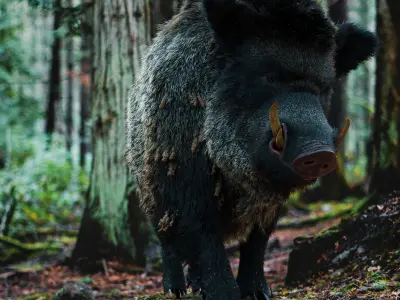 Wild Boar Full pack Low-poly 3D model