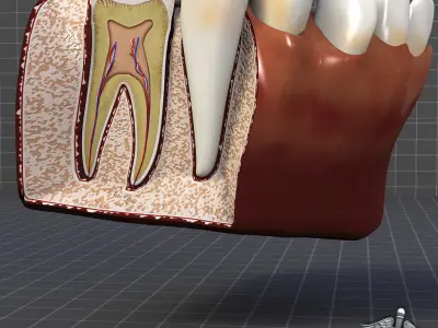 Tongue Throat and Teeth Collection 3D model