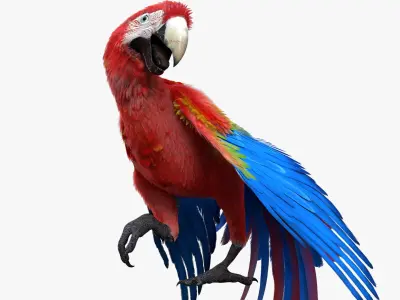  Scarlet Macaw Parrot Fur Animated Rigged 