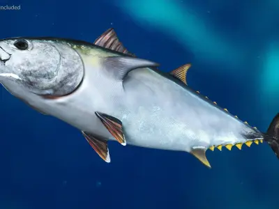  Bluefin Tuna Rigged for Cinema 4D 